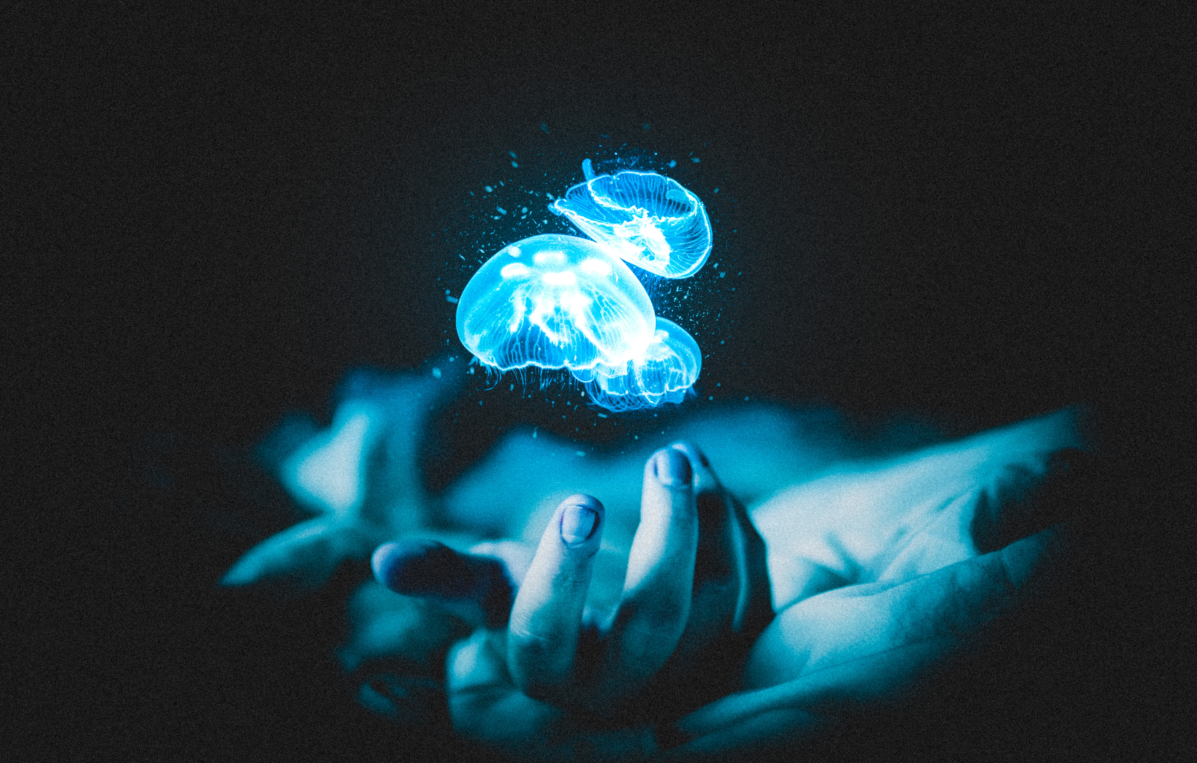 Jellyfish