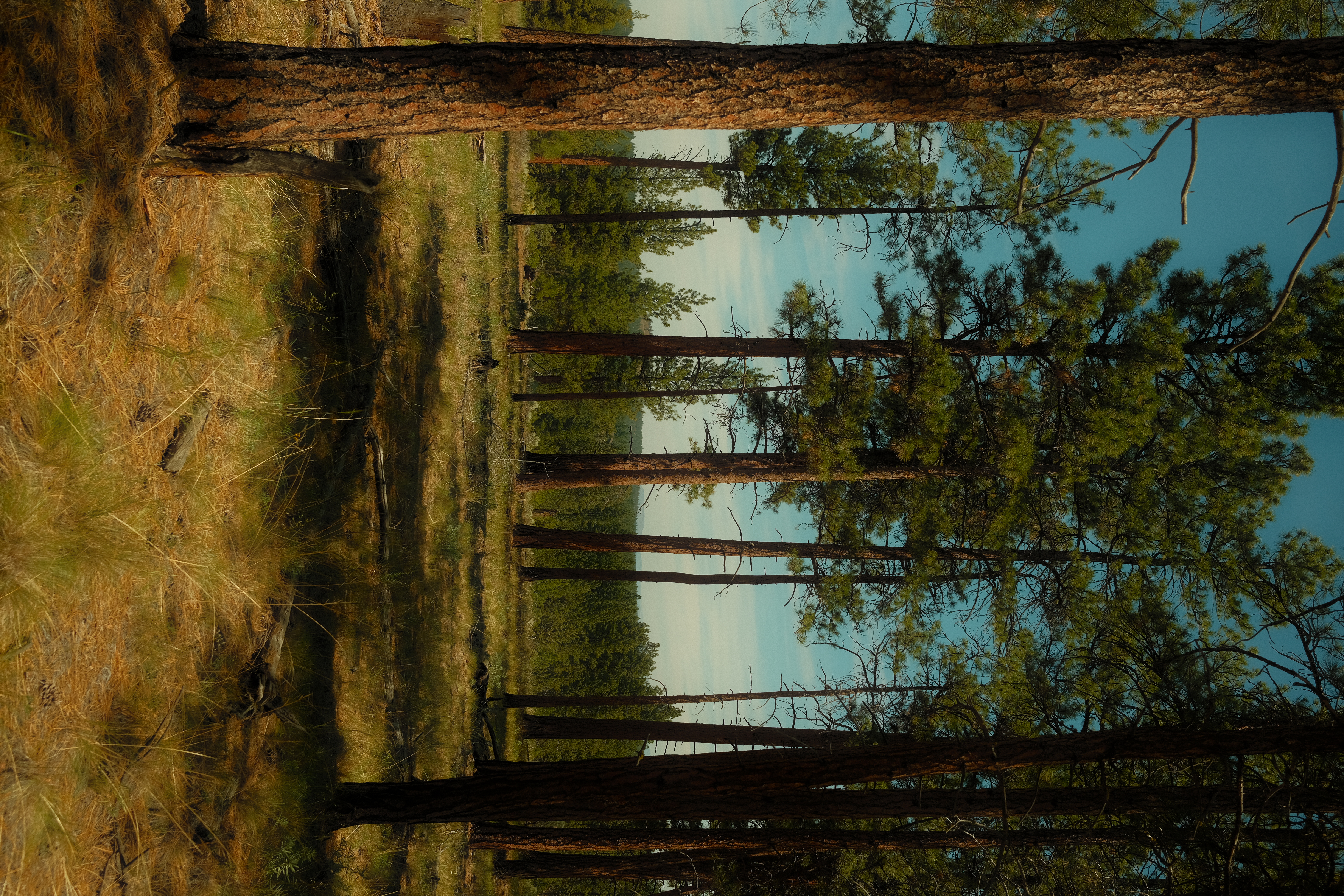 Through the Woods